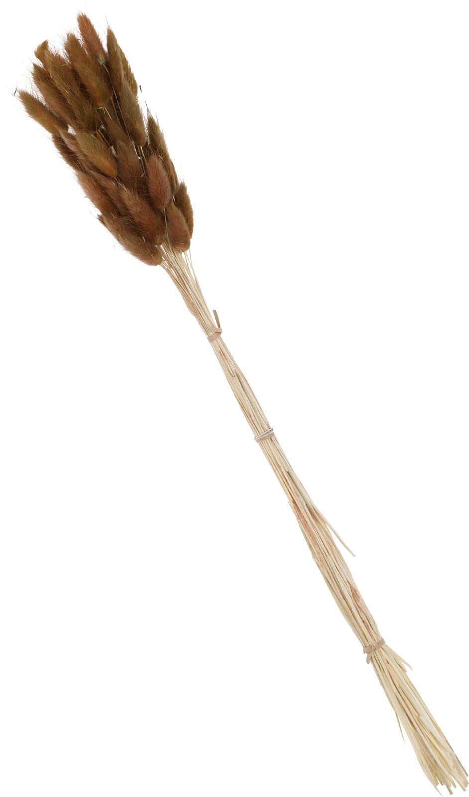 Sonstige Trockenpflanze NATUTR orange 929322